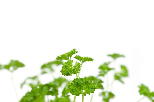 Chervil springs against a white background