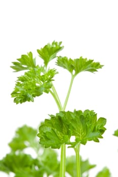 Close up of blurred chervil sprigs against a white background