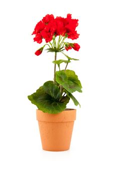 Flower in a pot against a white background