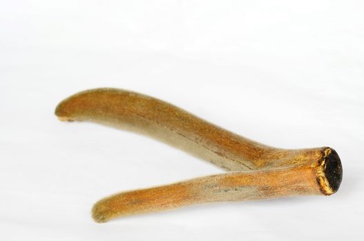 Pilose antler on a white background