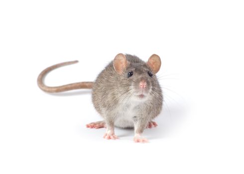 rat isolated on white background