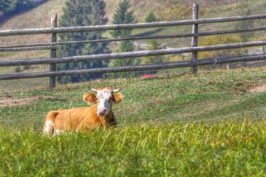 cow laid down in the middle of a meadow