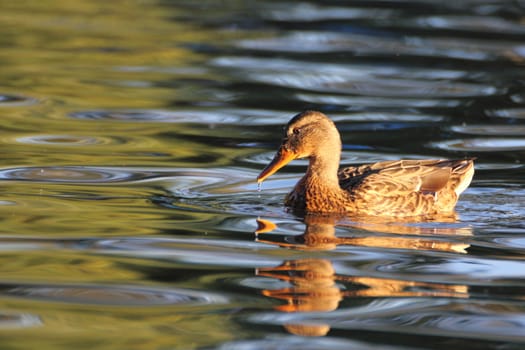 mallard duck swimming in the warm light of dawn