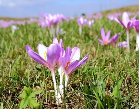 purple wild flowers (colchicum autumnale) in a mountain meadow