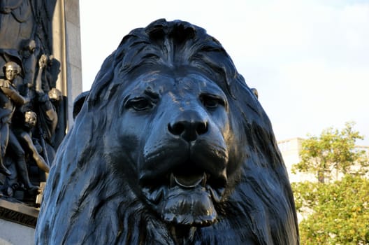 Lion at trafalgar square 
