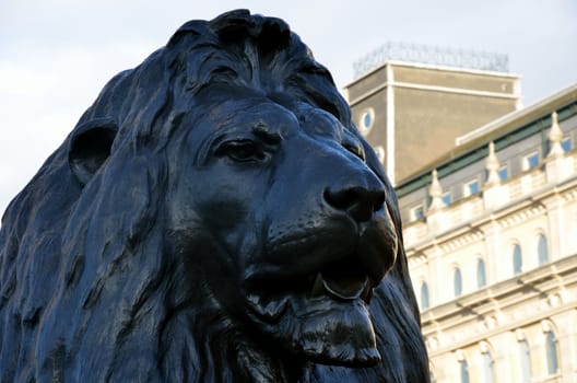 Lion at trafalgar square