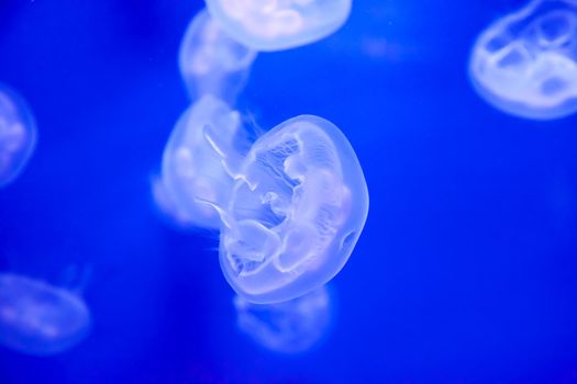Group of light blue jellyfish - Genoa, Italy