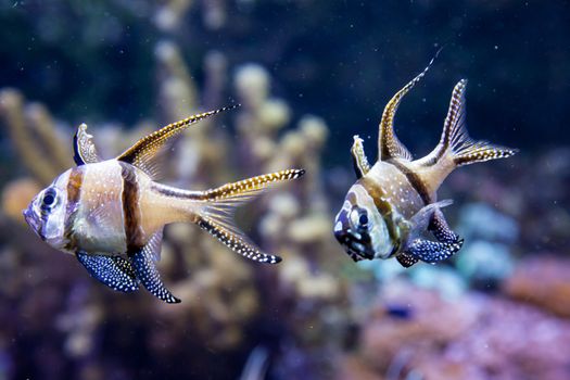 Banggai Cardinalfish in a aquarium (Pterapogon kauderni) - Genoa, Italy