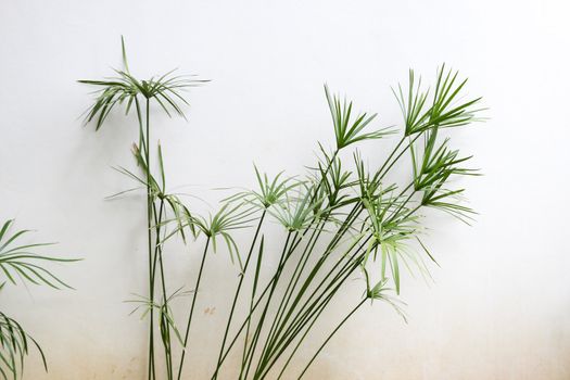 Palm tree with background of old white wall.