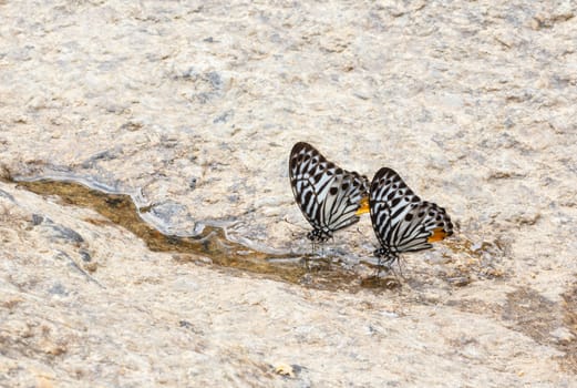 Two Butterflies feed water near waterfall.