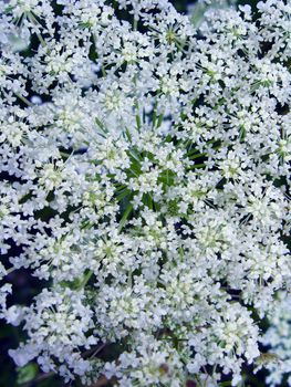 the image of background of summer field of flowers