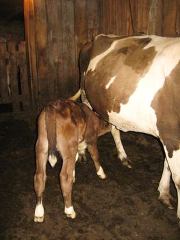 Small теленок drinks milk at the cow