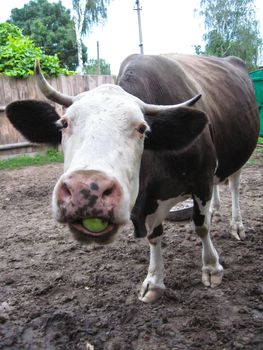 The image of cow chews an apple