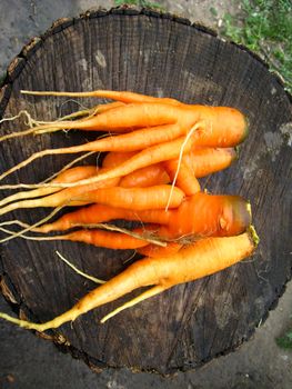 The image of the bunch of carrots laying on the stub