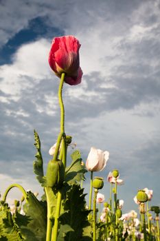 Red and white poppy on blue sky background