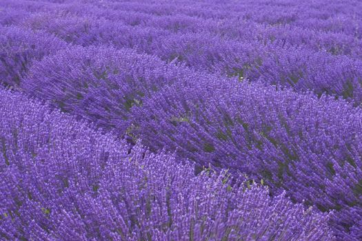 Blooming lavenders field in Provence