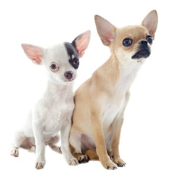 portrait of cute purebred  chihuahuas in front of white background