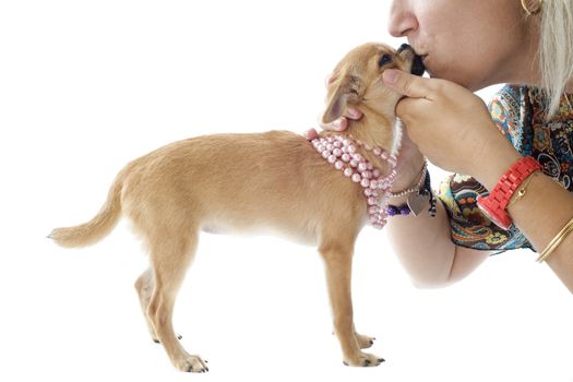 portrait of a cute puppy chihuahua and a girl who kissing in front of white background