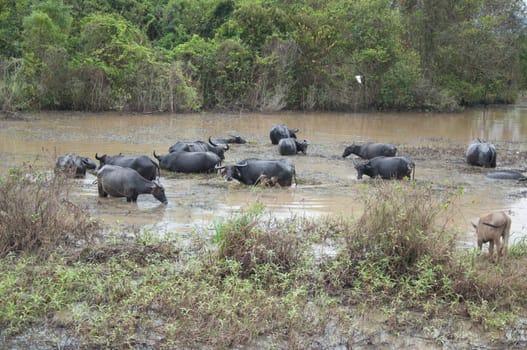 buffalos eat grass in swamp