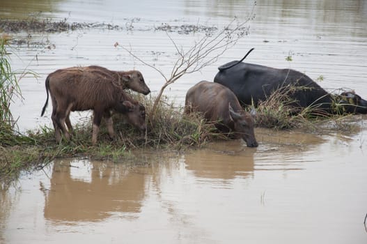 buffalos eat grass in swamp