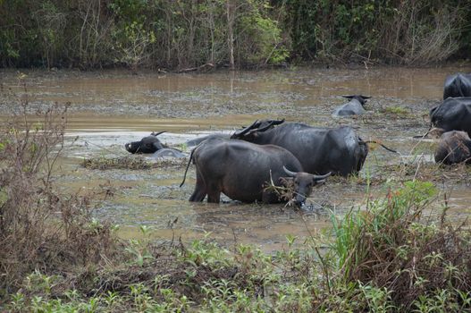 buffalos eat grass in swamp