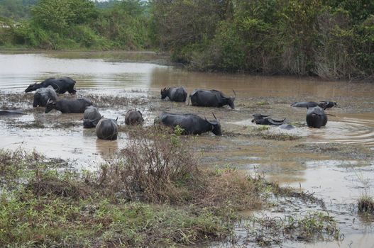 buffalos eat grass in swamp