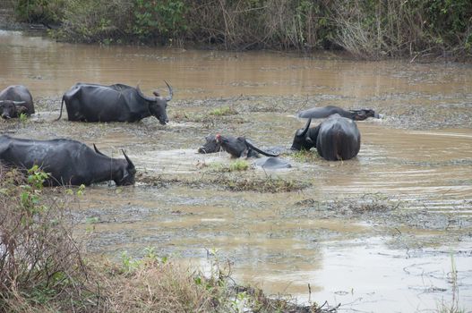 buffalos eat grass in swamp