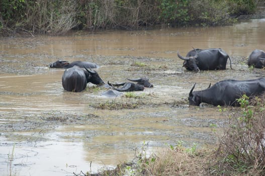 buffalos eat grass in swamp