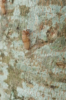 cicada's slough on tree