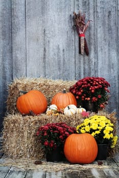 Pumpkins and Chrysanthemums on a bale of straw against a rustic background.