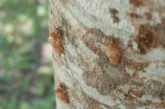 cicada's slough on tree