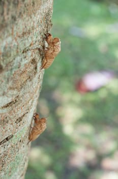 cicada's slough on tree