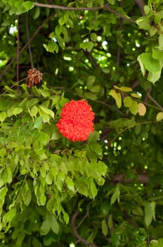 red flower on tree