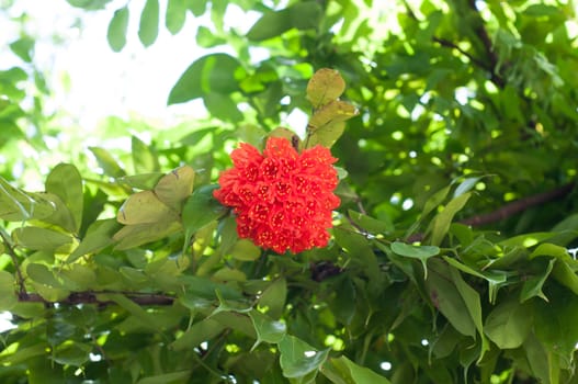 red flower on tree