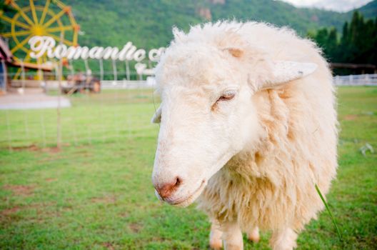 close-up of sheep standing in green field







sheep standing in green field