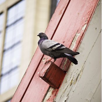 Grey city pigeon on thai roof structure