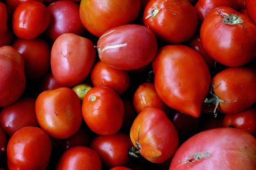 Red tomatoes