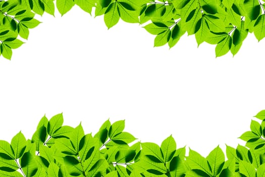 green leaves on white background