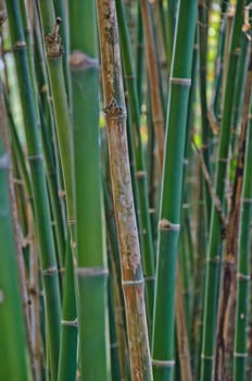 bamboo