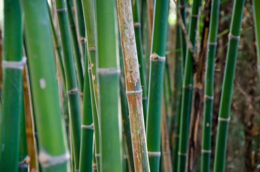 bamboo
