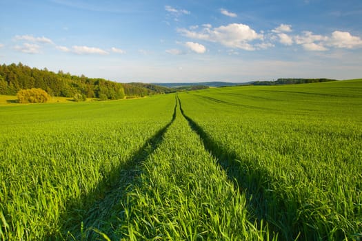 Cornfield with clouds on bright summer day