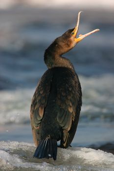 Cormorant on the winter river