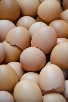 eggs







egg