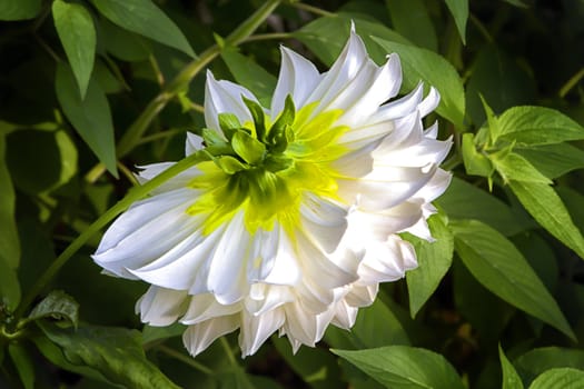 A White Dahlia Resting in Late Afternoon Sun