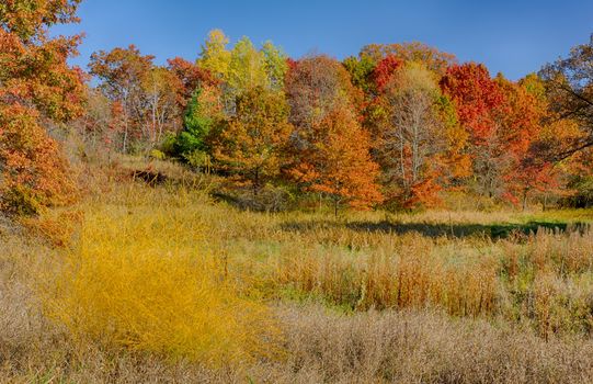 Autumn in Fall Color at the Marsh