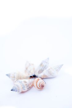 Shellfishes forming a circle against a white background