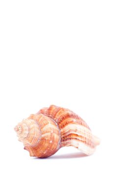 One side of a shellfish against a white background
