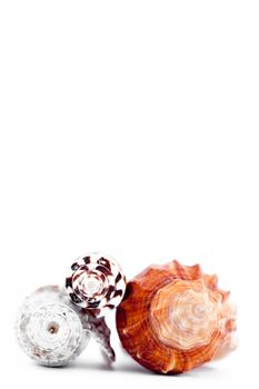 Three shellfishes piled up against a white background