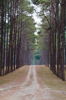 road to pine forest