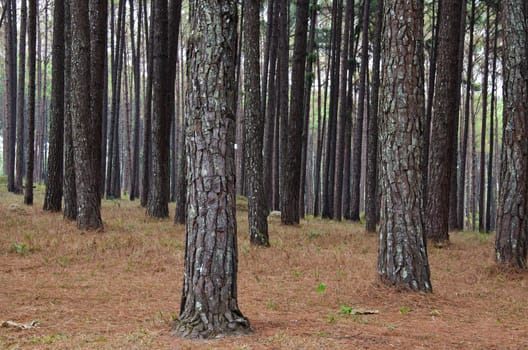 pine forest